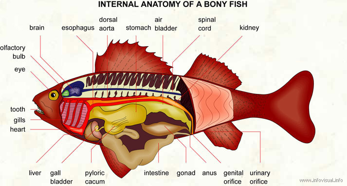 Internal anatomy of a bony fish  (Visual Dictionary)